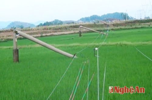 Nhiều cột điện đỗ ngã