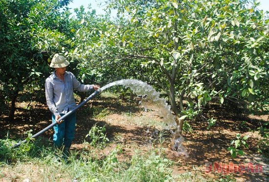 Tưới cam tại trang trại ông Nguyễn Hữu Bình, xóm 15, xã Đồng Thành (Yên Thành). Ảnh: V.T