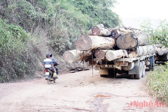 Xe chở gỗ quá khổ dừng đậu trên tuyến đường Tam Hợp - Tam Thái (ảnh chụp ngày 9/6/2015).
