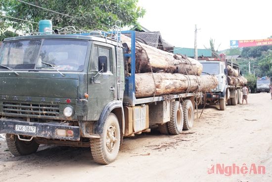 Xe chở gỗ quá khổ dừng đậu trên tuyến đường Tam Hợp - Tam Thái  (ảnh chụp ngày 9/6/2015)