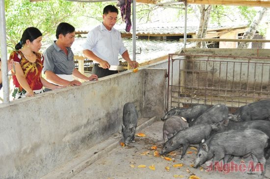 Trang trại tổng hợp của anh Trần Văn Sơn, xã Thanh Mỹ (Thanh Chương) cho thu nhập hơn 1 tỷ đồng/năm.