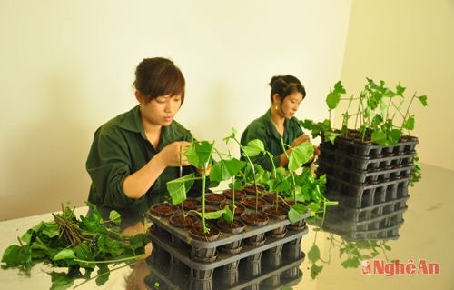 Ươm giống chanh leo ở Công ty CP Đầu tư phát triển nông nghiệp NAPAGA. Ảnh: Trần hải