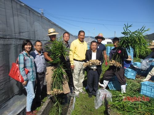 Công ty Vật tư Nông nghiệp Nghệ An tìm hiểu thị trường gừng tại Công ty Maekawa, kochi (Nhật Bản).