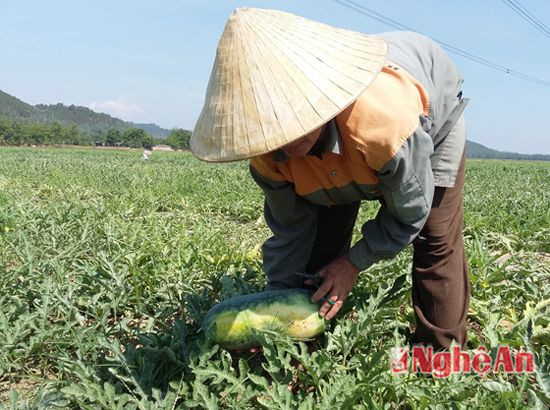 Nông dân Nam Tân thu hoạch dưa đỏ hè thu