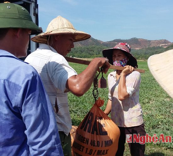 Thương lái đến mua dưa luôn tại ruộng.