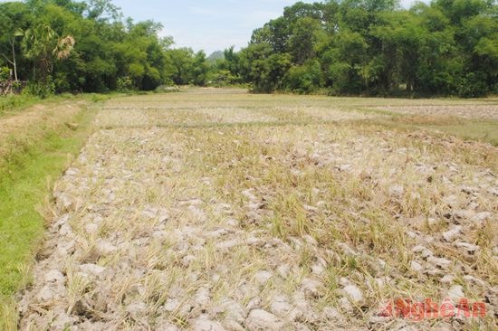 Đất đã cày nhưng không có nước cấy ở Châu Quang (Quỳ Hợp)