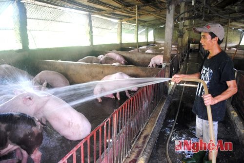 Trang trại chăn nuôi lợn siêu nạc của gia đình chị Trần Thị Nga  ở xã Tân Phú (Tân Kỳ).