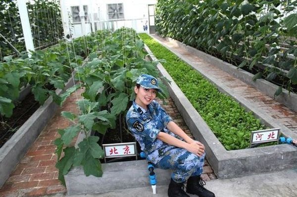 : Chùm ảnh được đăng tải với mô tả về việc xây dựng nhà kính và trồng cây ăn quả  Nguồn: Sina