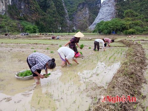 Nông dân Anh Sơn tranh thủ ra đồng cấy lúa hè thu. ảnh Huyền Trang.