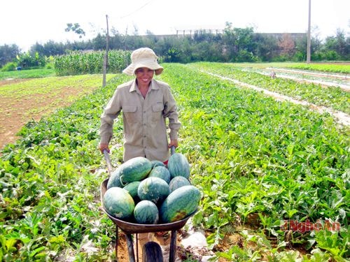 Thu hoạch dưa hấu  ở xóm 10,  xã Diễn Thành  (Diễn Châu).  Ảnh:  cao thị hà