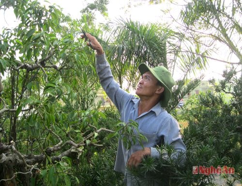 Vũ Đình Chiến chăm sóc vườn  cây cảnh.