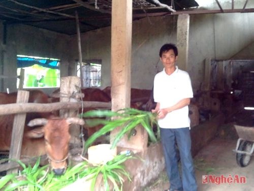 Hồ Hữu Thơ chăm sóc đàn bò.
