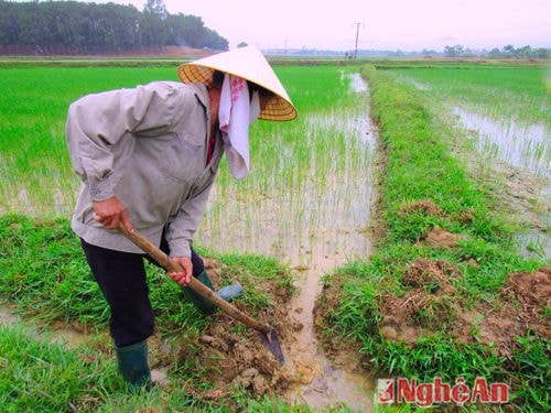 Nông dân Hưng Đạo Hưng Nguyên ra đồng điều tiết nước chăm sóc lúa