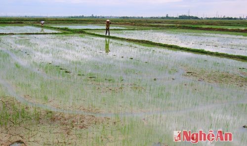 Nông dân Thị trấn Hưng Nguyên đi thăm đống. Lượng nước đã đủ cứu sống mạ nhưng đất vẫn còn nứt nẻ.