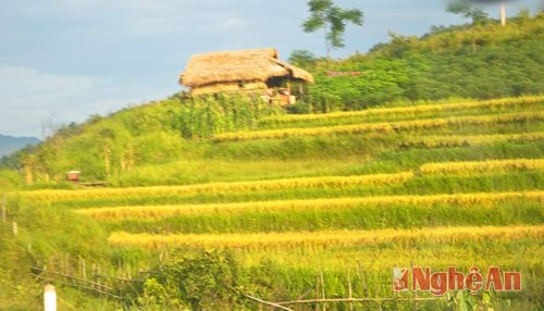 Mùa vàng ở Tri Lễ - Quế Phong