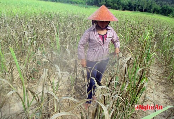 Chị Kha Thị Lan không khỏi xót xa trước ruộng mía đang chết dần