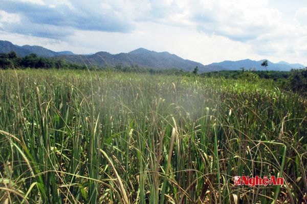 Bản Chôm Lôm là địa bàn diện tích mía bị ảnh hưởng nặng nhất do nắng nóng kéo dài