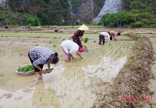 Tranh thủ có mưa, bà con nông dân xã Hoa Sơn (Anh Sơn) ra đồng cấy lúa hè thu trên những diện tích còn lại.   Ảnh: Huyền Trang (Đài Anh Sơn)