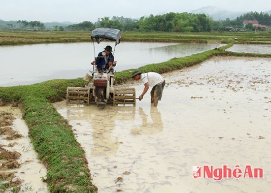 Nông dân xã Giang Sơn Đông - Đô Lương tranh thủ làm đất cấy lúa.