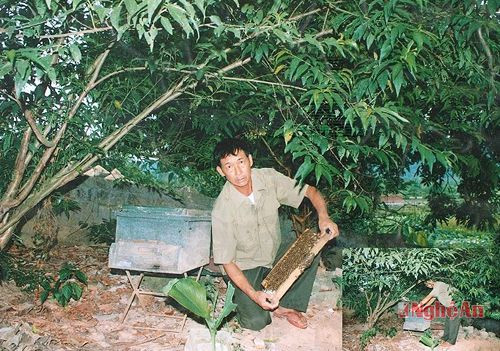 Mô hình nuôi ong của CCB Nguyễn Văn Đống, xóm 6B,  xã Nam Thanh.