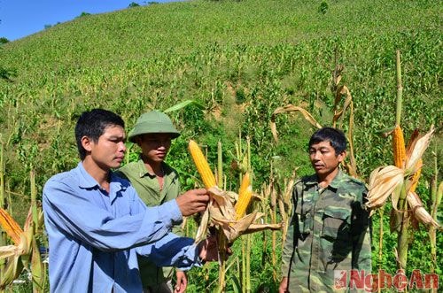 Nông dân huyện Kỳ Sơn đưa giống ngô lai trồng trên đất rẫy mang lại hiệu quả cao. Ảnh: Nguyên Khoa