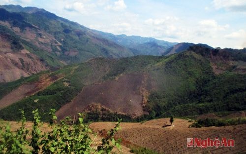 Xã Bảo Nam có 650 ha lúa rẫy thì 60% diện tích mới gieo, trỉa đã bị chuột phá hoại