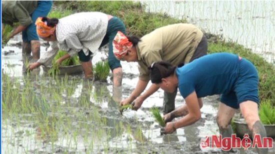 Nông dân Tân Kỳ tập trung ra đồng cấy lúa vụ mùa sớm.