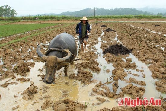  Ông Nguyễn Cảnh Kim - xã Giang Sơn Đông vui mừng ra đồng sản xuất. ảnh Thanh Quỳnh.