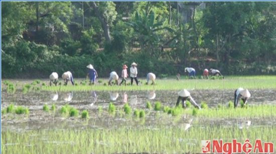 Nông dân xã Giai Xuân Tân Kỳ ra đồng cấy lúa .