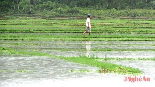 Người dân đang tìm cách tháo nước