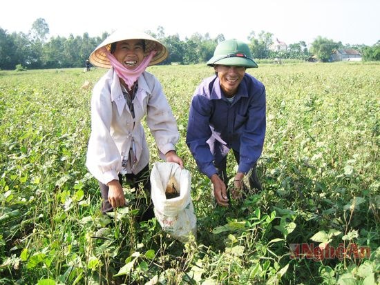 Nông dân xã Nam Cường thu hoạch đậu xanh.