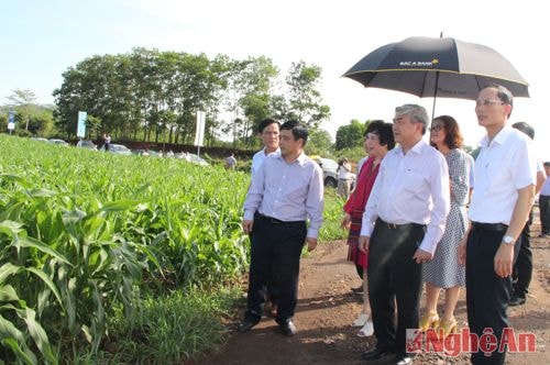 Đoàn công tác ấn tượng với cánh đồng cây cao lương nguyên liệu xanh tốt rộng 500ha.