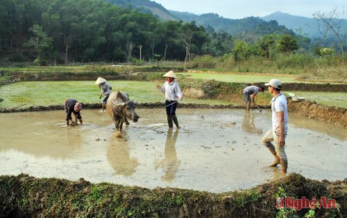 Cùng xuống đồng (Cam Lâm - Con Cuông).