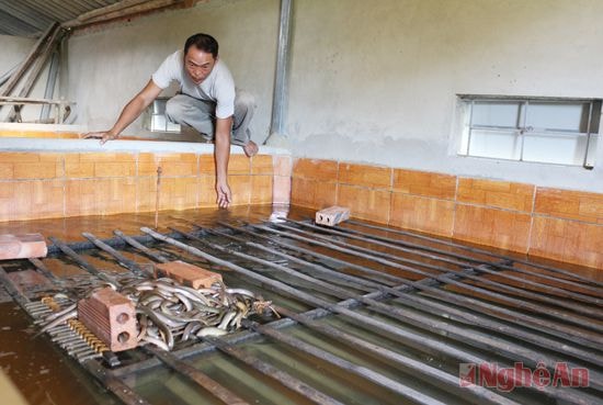 Mô hình nuôi lươn của anh Bùi Văn Hiếu ở xóm 2, xã Hưng Khánh.