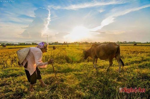Ảnh: Vinh Lê