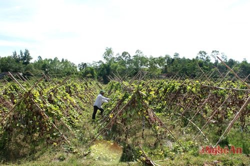 Mô hình trồng bí xanh ở Tào Sơn.