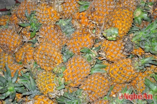 Dứa chín Nghĩa Đàn đã chất đầy trong sạp nhà anh Nguyễn Quang Nam (khu phố 2 - Hồng Sơn), anh Nam Bảo, chỉ đầy tròn buổi nắng (khoảng 9 giờ) là các bạn hàng đến mua hết