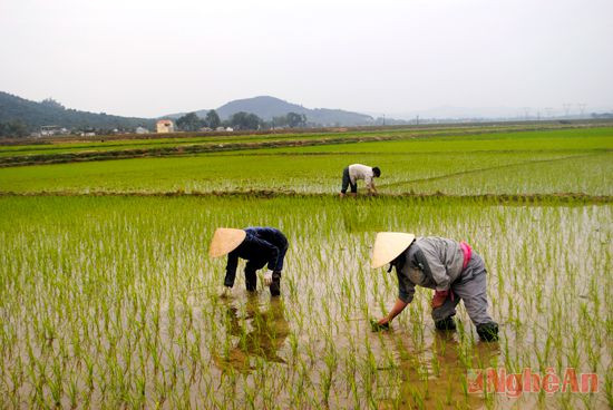 Nông dân xã Minh Thành (Yên Thành) chăm sóc lúa hè thu.  Ảnh: Văn Trường