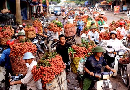 Thương lái Trung Quốc bất ngờ rút về nước khiến vải thiều rớt giá mạnh, người dân thiệt hại hàng chục triệu đồng