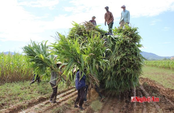 Những ngày vừa qua liên tục bà con trồng ngô các xã Kỳ Tân, Nghĩa Dũng, Tân Long (Tân Kỳ) phải chặt bán tháo ngô để bù đắp thiệt hại