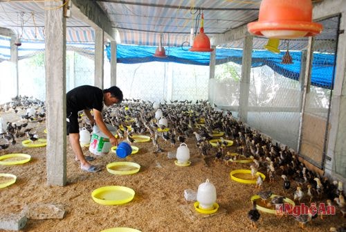 Trang trại chăn nuôi gà của ông Lê Văn Sáu (Diễn Trung, Diễn Châu) áp dụng đệm lót sinh học. Quỳnh Lan