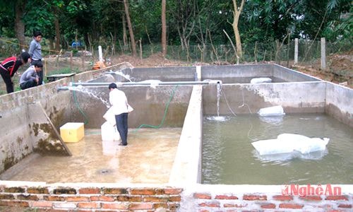 Mô hình nuôi cá tầm của hộ ông Trần Đình Sơn  ở xã Tiền Phong (Quế Phong).