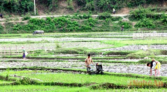 Bà con bản Quang Thịnh (Tam Đình) làm ruộng sau khi có nước.