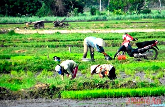 Nông dân xã Nghĩa Thái (Tân Kỳ) sản xuất lúa vụ mùa.