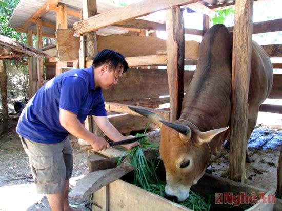 Anh Mùa Bá Kỷ ở bản Hòa Sơn, xã Tà Cạ, huyện Kỳ Sơn chăm sóc bò.Ảnh: L.P