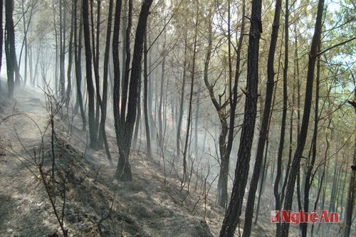 Sau hai lần cháy đã thiêu rụi khoảng 2,5 ha rừng thông trên địa bàn xã Thanh Chi