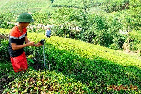 Người dân xã Thanh Hương (Thanh Chương) lắp đặt hệ thống tưới cho chè.