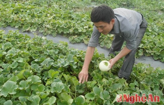 Lãnh đạo xã Nghi Long - Nghi Lộc đi thăm ruộng dưa lê.