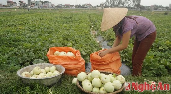 Nông dân Nghi Long phấn khởi vì dưa được mùa, được giá