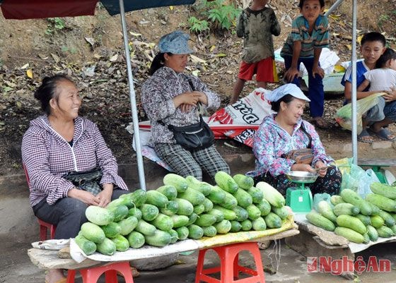 Dưa chuột rẫy cũng bắt đầu vào vụ, là sản vật được nhiều người ưa thích bởi sự mát lành, thanh khiết, giúp